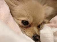 明日(* 'ᵕ' )☆