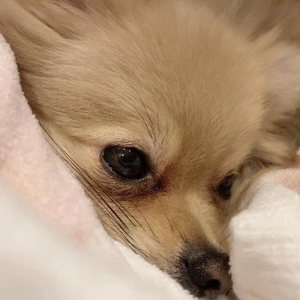 明日(* 'ᵕ' )☆