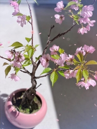 [お題]from:さくらももももさん