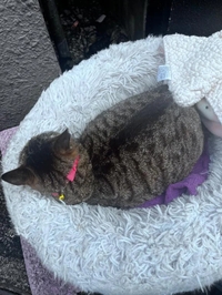 今日のトラちゃん🐱