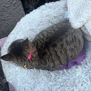 今日のトラちゃん🐱