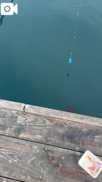 スズメダイ大量w