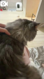 姫出勤