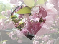 🌸ありがとうございました🌸