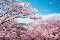 春が来た感覚～🌸