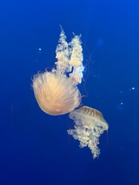 ごめんなさい😞