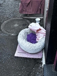 今日のトラちゃん🐱