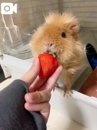 🐻🍓