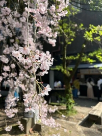 ４月🌸