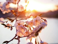 ありがとう🌸