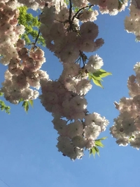まさかの目覚め🌸