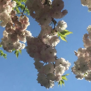 まさかの目覚め🌸