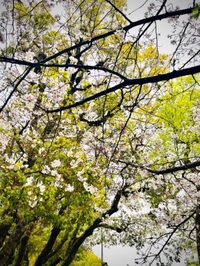 4月1日