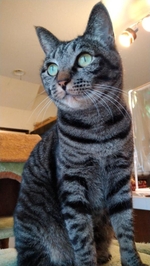 春風のエトランゼ