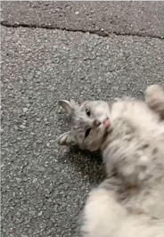 ﾄﾓﾀﾞﾁ??