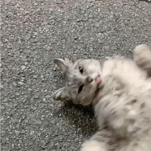 ﾄﾓﾀﾞﾁ??