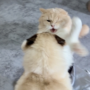 強気な姫