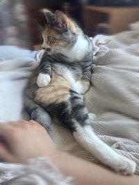 🐱