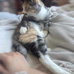 🐱