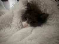 今日はのんびり猫ちゃんと🐈