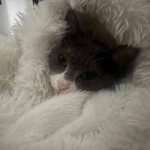 今日はのんびり猫ちゃんと🐈