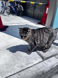 昨日のトラちゃん🐱
