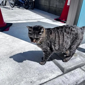 昨日のトラちゃん🐱