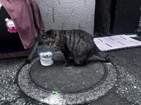 今日のトラちゃん🐱