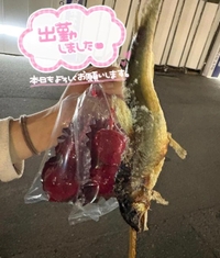 ぴゃ〜ん✋