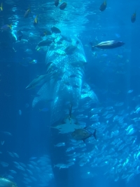 花より団子だった私(´ω｀*)