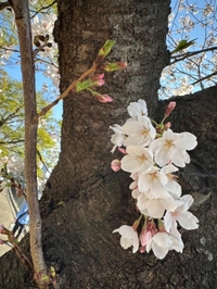 桜🌸🫶