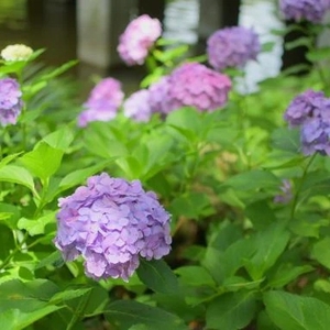 まったり🌸