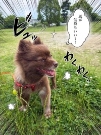 お散歩🐶