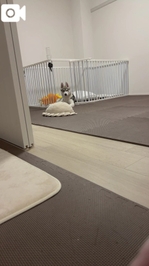 🎀おはよう🫧朝から事件でした🥺🐶💗🎀
