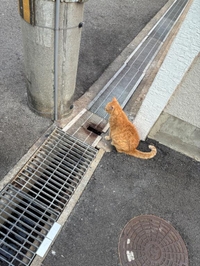 🐈