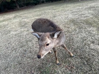本日のポチッと♡