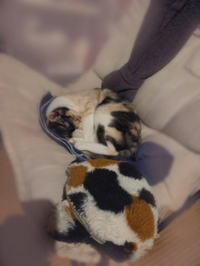 🐱どっちでしょう？