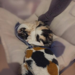 🐱どっちでしょう？