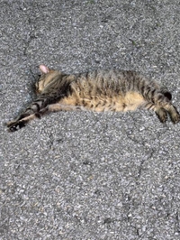 みたよ／シフト