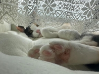 🐱