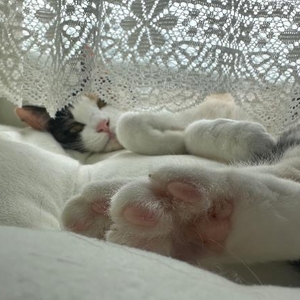 🐱