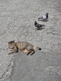 みたよ／シフト