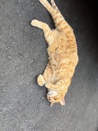⋆✦