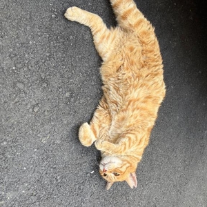 ⋆✦