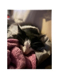 幸せな寝顔が見たい🐱