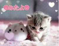 みたよ(*ˊ˘ˋ*)♡