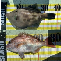 ウマズラハギとチャリコ(真鯛)