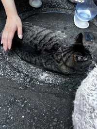 今日のトラちゃん🐱