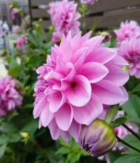 おはようございます