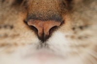 猫にも指紋がある